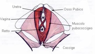 esercizi di Kegel, pavimento pelvico, muscoli pelvici emorroidi